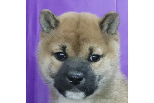 成約済の愛知県の柴犬-364721の4枚目